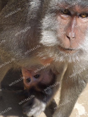 Affenbaby mit Mutter