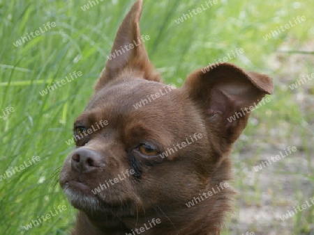 Baggy - Mischlingshund P4220767