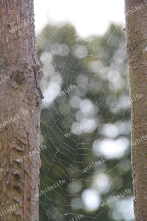 Spinnennetz, Netz, Spinne, 