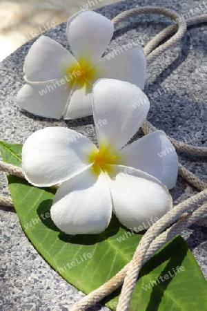 Tropische Blumen