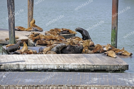Kalifornische Seeloewen, Zalophus californianus, am Pier 39 , Fisherman`s Wharf, Touristisches Zentrum  San Francisco, Kalifornien, USA