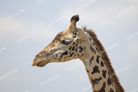 Massai-Giraffe (Giraffa camelopardalis tippelskirchi), Portrait, Masai Mara, Nationalpark, Kenia, Ostafrika, Afrika