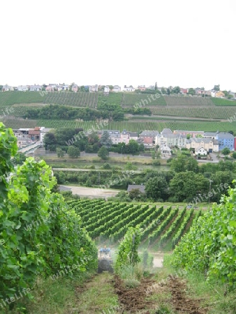 Weinberg und Dorf in Luxemburg