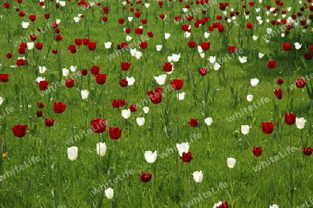 Rote und wei?e Tulpen