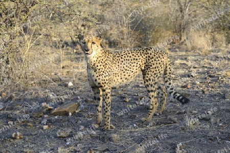 Gepard (Acinonyx jubatus), Khomas Region, Namibia, Afrika