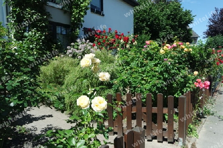 Vorgarten mit Rosen