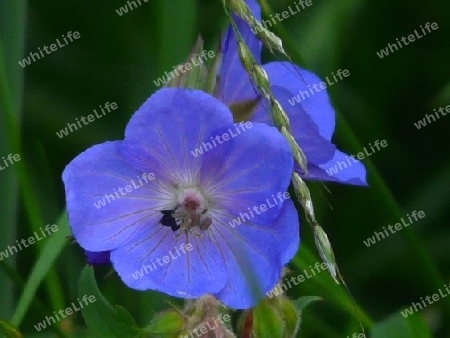 Wiesenblume blau P1260263