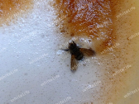 Fliege im Kaffee