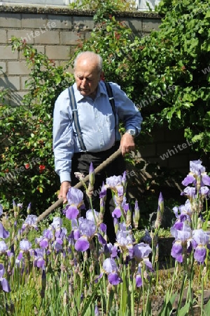 Alter Mann arbeitet im Garten