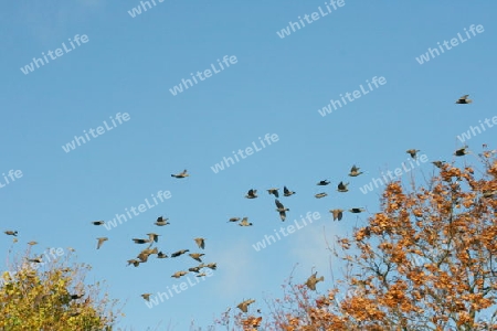 Vogelschwarm Flock of birds