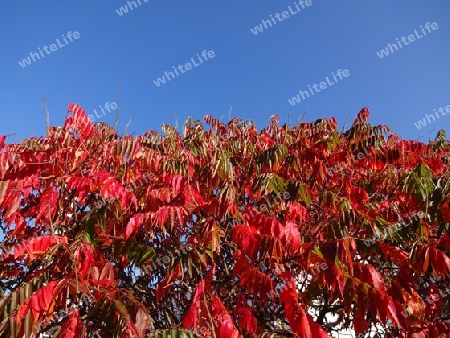 Essigbaum im Herbst