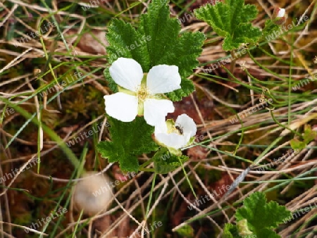 weiße Blume in Schweden im Fjell