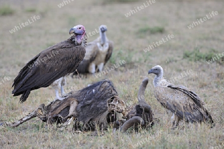 Ohrengeier (Torgos tracheliotos) und Sperbergeier (Gyps rueppelli),  fressen an totem Gnu,( Connochaetes taurinus), Aas,   Masai Mara Nationalpark, Kenia, Afrika