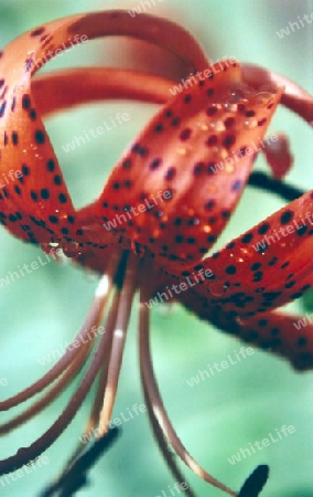 Tigerlilie