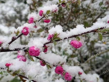 Wintereinbruch im Frühling, Japanische Kirsche