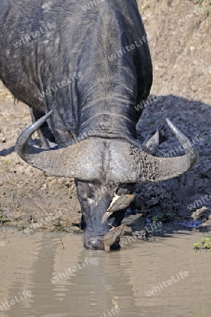 Afrikanischer B?ffel oder Kaffernb?ffel (Syncerus caffer) trinkt aus Fluss,  mit Gelbschnabel-Madenhacker (Buphagus africanus), Masai Mara Nationalpark, Kenia, Afrika