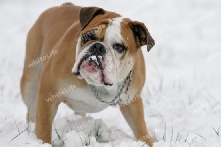 Bulldogge im Schnee