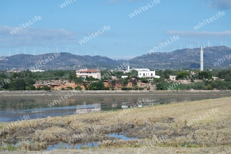 Reisfelder im Ebrodelta