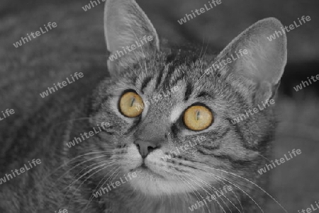 Katze in Schwarz- Weiss und farbigen Augen mit Blick nach links oben 