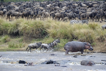  Streifengnus, Wei?bartgnus (Connochaetes taurinus), Gnus, Flusspferd, Nilpferd (Hippopotamus amphibius) und Steppenzebra (Equus quagga), am Mara river,    Masai Mara, Kenia Afrika