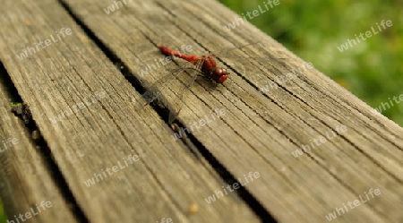 Rote Heidelibelle