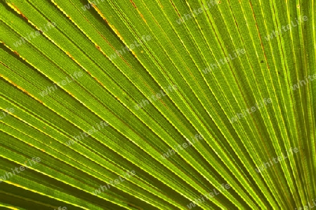 Palmenblatt auf Gran Canaria