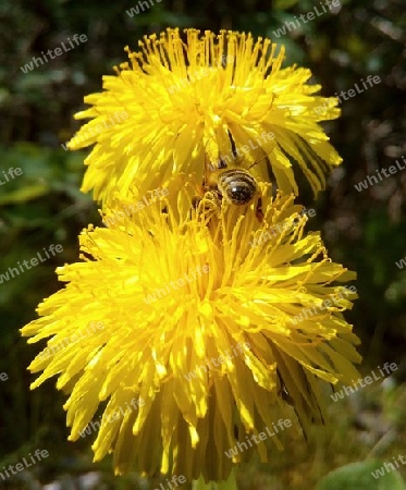 Biene in Löwenzahn