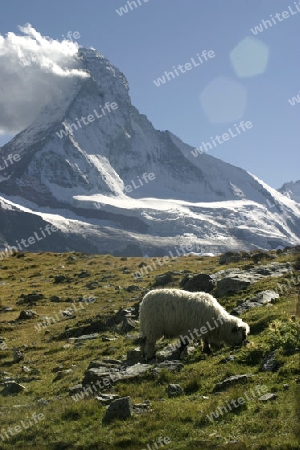 Matterhorn und Schafe