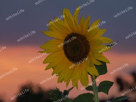 Sonnenblume in der Abendsonne