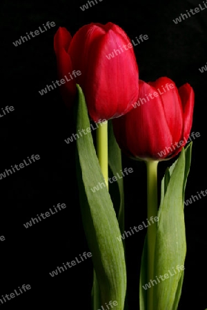 Flower:  Tandem Tulips