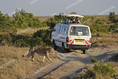 L?we (Panthera leo), Weibchen, im Hintergrund Safariwagen,  Masai Mara National Reserve, Kenia, Ostafrika, Afrika