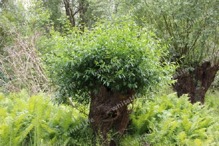 Hobbit-Baum