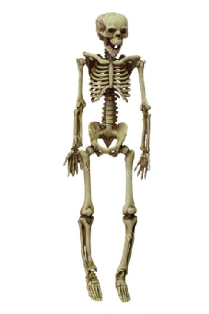 Skelett freigestellt auf weissem Hintergrund