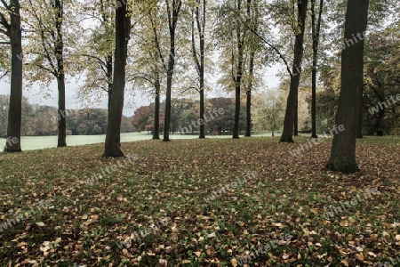 Herbstliche Linden, B?rgerpark Bremen