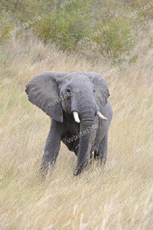 Afrikanischer Elefant (Loxodonta africana), halbw?chsiges Männchen, Bulle, in Drohhaltung , Masai Mara, Kenia, Afrika