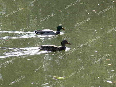 Entenpaar im Teich
