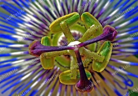 Passiflora (3)
