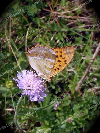Schmetterling im Emmental