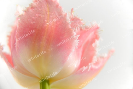 Tulpe mit Spitzen
