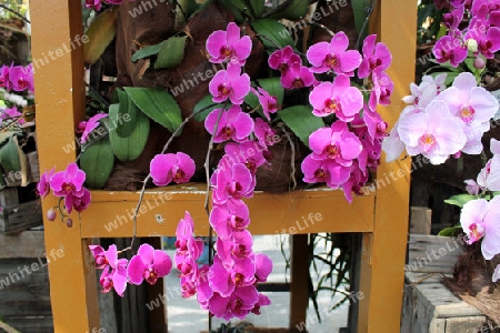 Lila orchideen