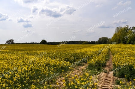 Yellow field of flowering rapeseed against a blue sky with clouds, natural landscape background with copy space, Germany Europe.