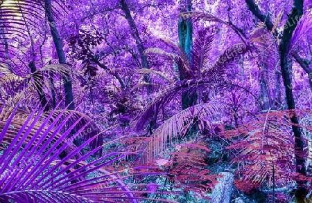 Beautiful fantasy infrared shots of palm trees on the seychelles islands