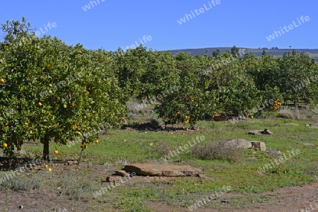 Orangen an B?umen in einer Plantage bei Clanwilliam, West Kap, Western Cape, S?dafrika, Afrika