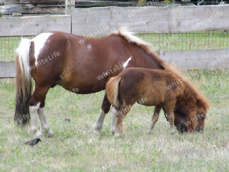 Pferd mit Fohlen auf der Koppel