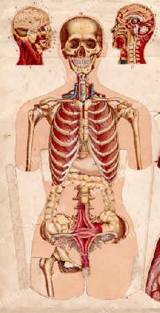 Anatomische Tafel No.3