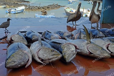 frisch gefangene Gelbflossenthunfische (Thunnus albacares) im Fischerhafen von  Puerto Ayora,  Insel Santa Cruz, Indefatigable Island, Galapagos Archipel, Unesco Welterbe,  Ecuador, Suedamerika