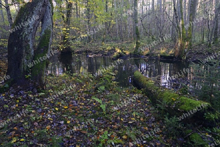 Fl?sschen Briese im Herbst im Landschaftsschutzgebiet Briesetal bei Berlin, Brandenburg, Deutschland, Europa
