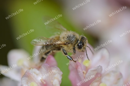Honigbiene ( Apis) sucht Nektar auf den Bl?ten einer Weigelie ( Weigela, Weigelia), Brandenburg, Deutschland, Europa
