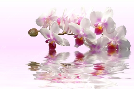 Zarte Orchidee