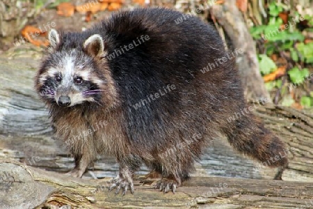 Waschb?r, Raccoon